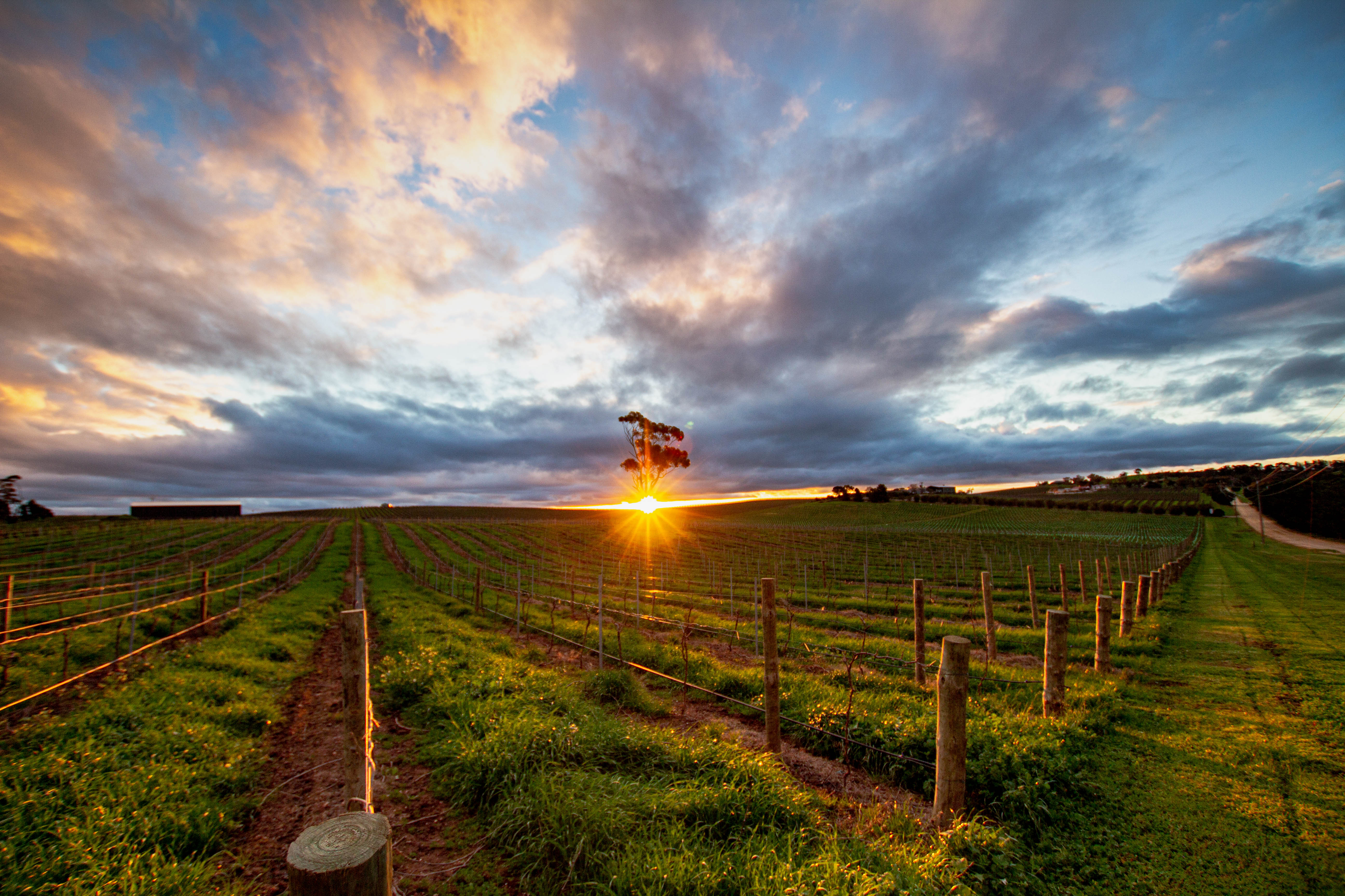 Barossa Valley