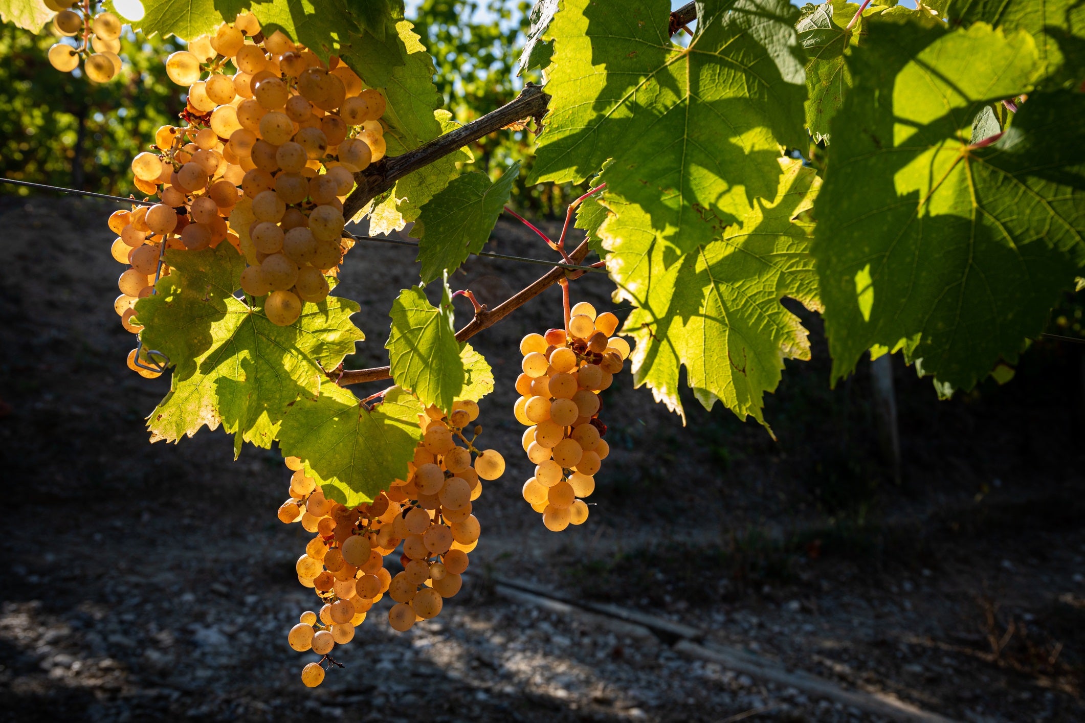 Friuli Venezia Giulia