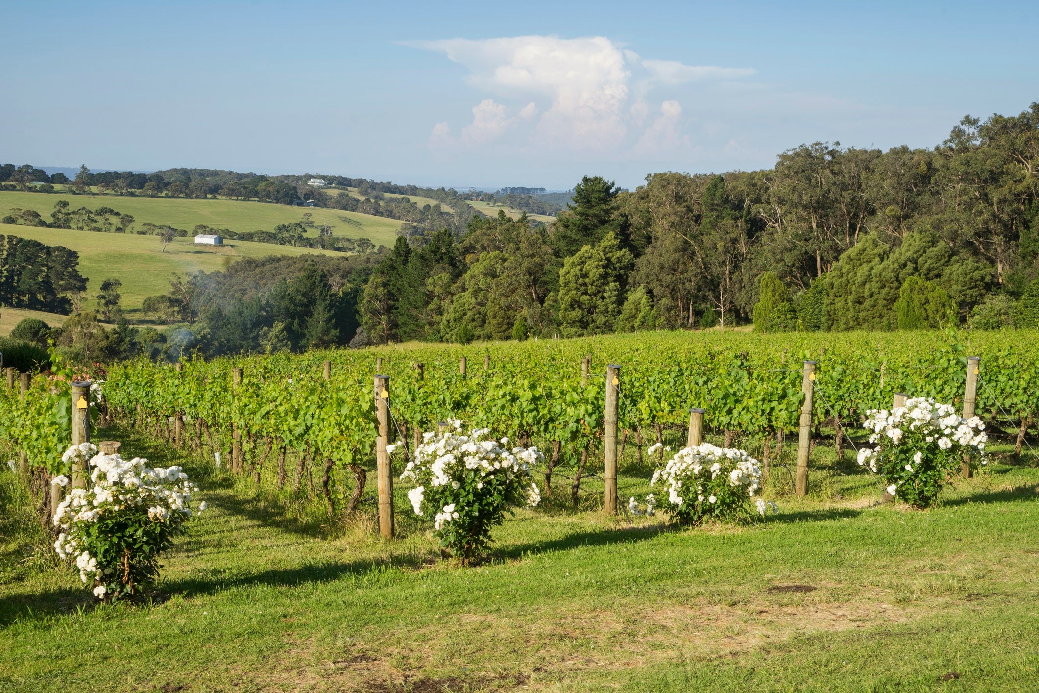 Mornington Peninsula