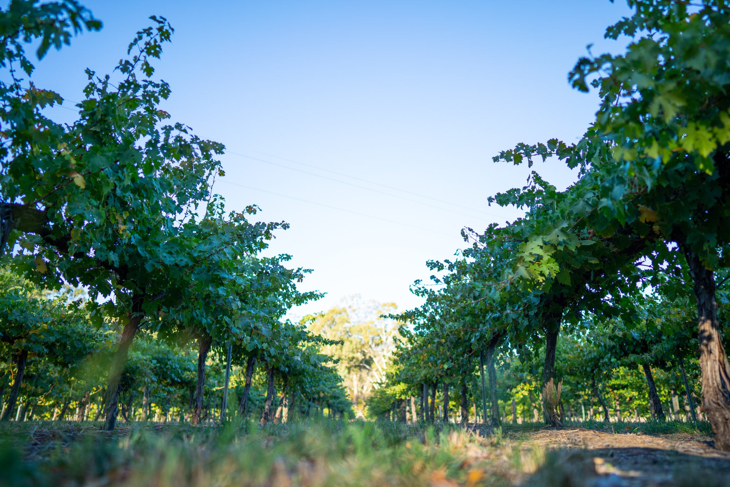 Clare Valley